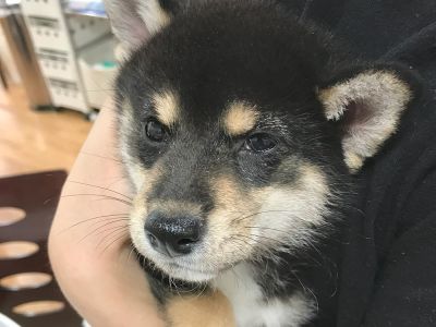 便から寄生虫発見のため、お迎えが延期に！