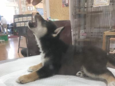 まだお迎え出来ないので、面会に行きました！