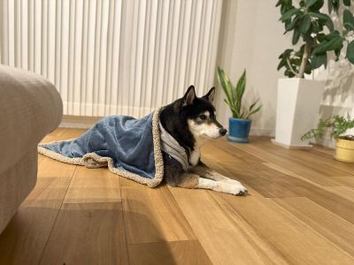 胸水が溜まり乳び胸と診断、そして中皮腫の疑い、他に脾臓に3センチの腫瘍…。