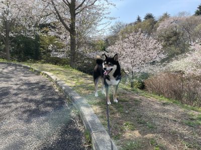 【東京都多摩市】都立桜ヶ丘公園・ゆうひの丘でお花見散歩