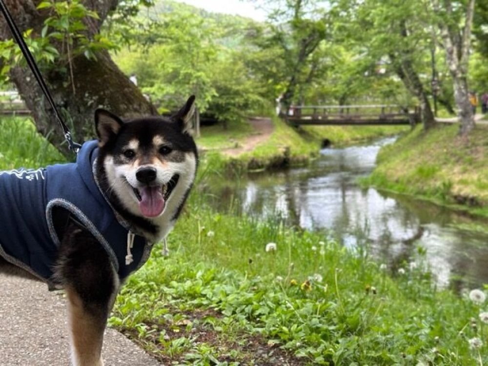 忍野八海
