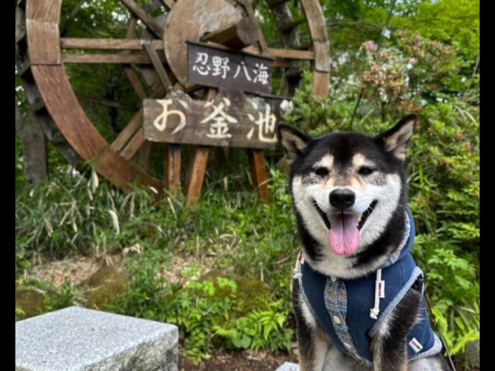 忍野八海