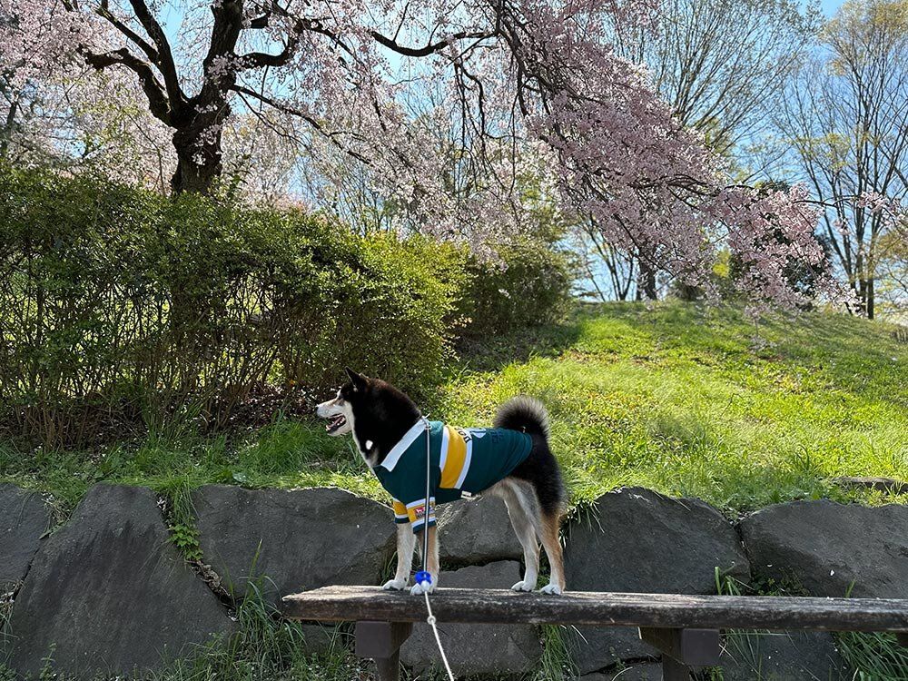よこやまの道