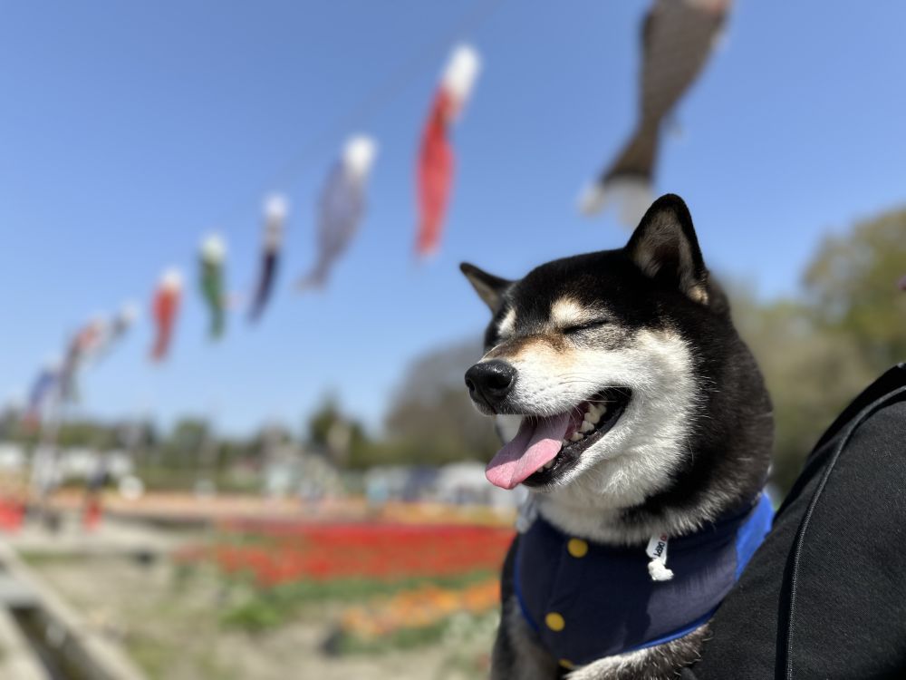 羽村のチューリップ畑