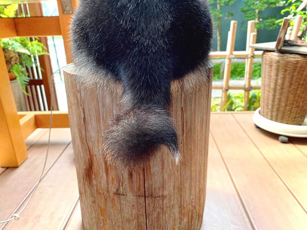 手打ちそば蕎藤