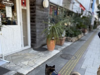DOG DEPT お台場東京ビーチ店（ショップ）