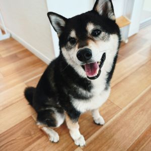 琥大朗（こたろう）- 黒柴犬｜ブログ、お出かけスポット・飼育の