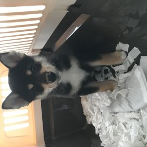 柴太郎 琥大朗（こたろう）- 黒柴犬｜ブログ、お出かけスポット・飼育の