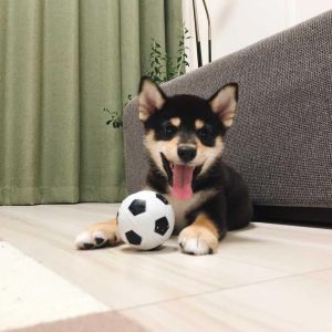 琥大朗（こたろう）- 黒柴犬｜ブログ、お出かけスポット・飼育の