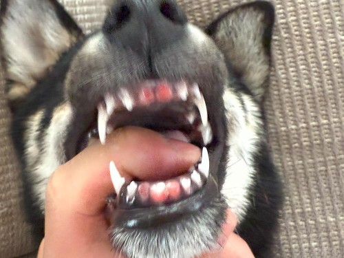 さらに歯が抜けているよ!