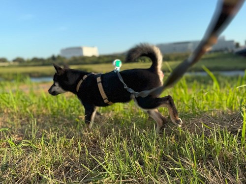 ようやく気温が下がってきた!