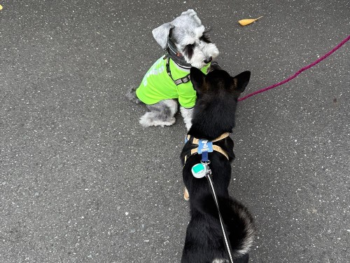 ご近所のムック先輩と!